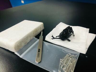 2020-04-07 登峰 108-2 第2場 品味:須臾化永恆-昆蟲標本製作