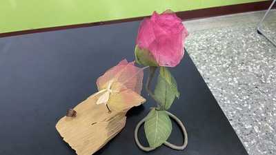 2020-10-20 登峰 109-1  第5場 品德： 葉脈書籤