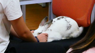 2019-09-19 築夢 108-1 第1場 品質：為什麼牠都聽不懂?－認識動物溝通