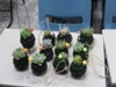 2018-03-27 感恩书苑-第2场 鈻缐球多肉植栽